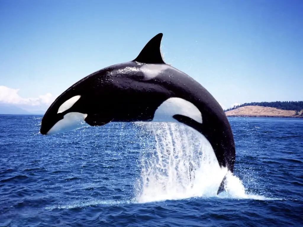 Orca whale leaping out of the water, showcasing its majestic power and grace.