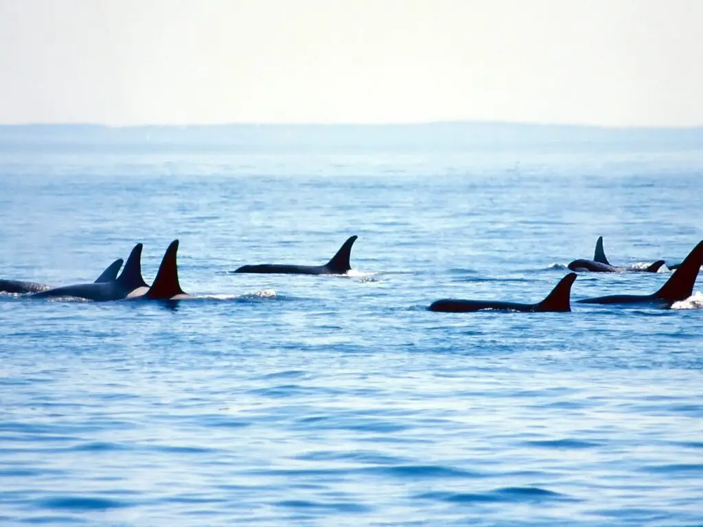 Orca whale leaping out of the water, showcasing its majestic power and grace.