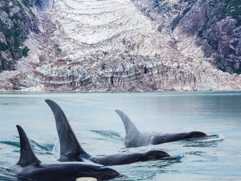 Three killer whales gracefully swimming in the water, their sleek bodies gliding effortlessly through the waves.