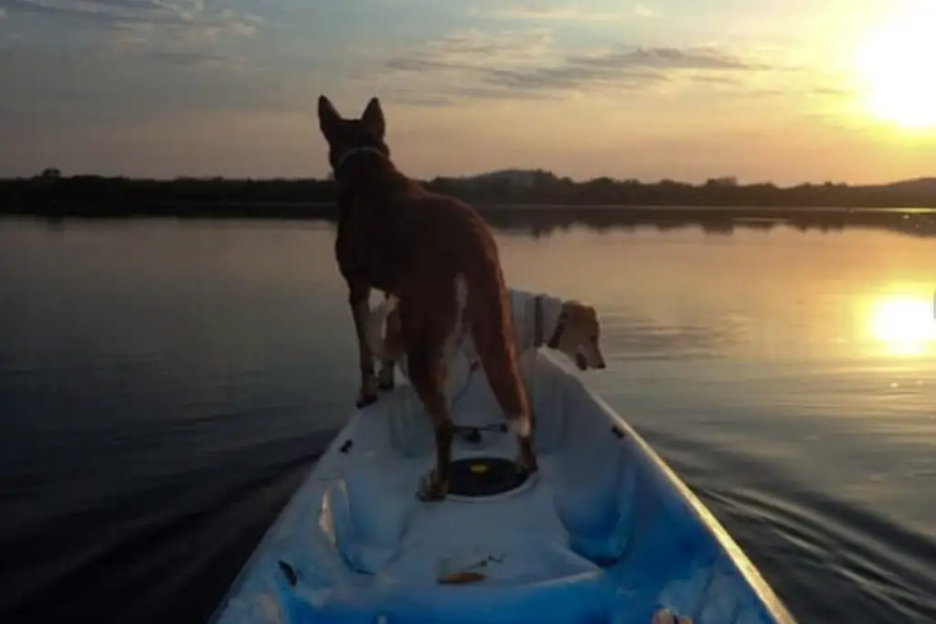 kayaking with Dog